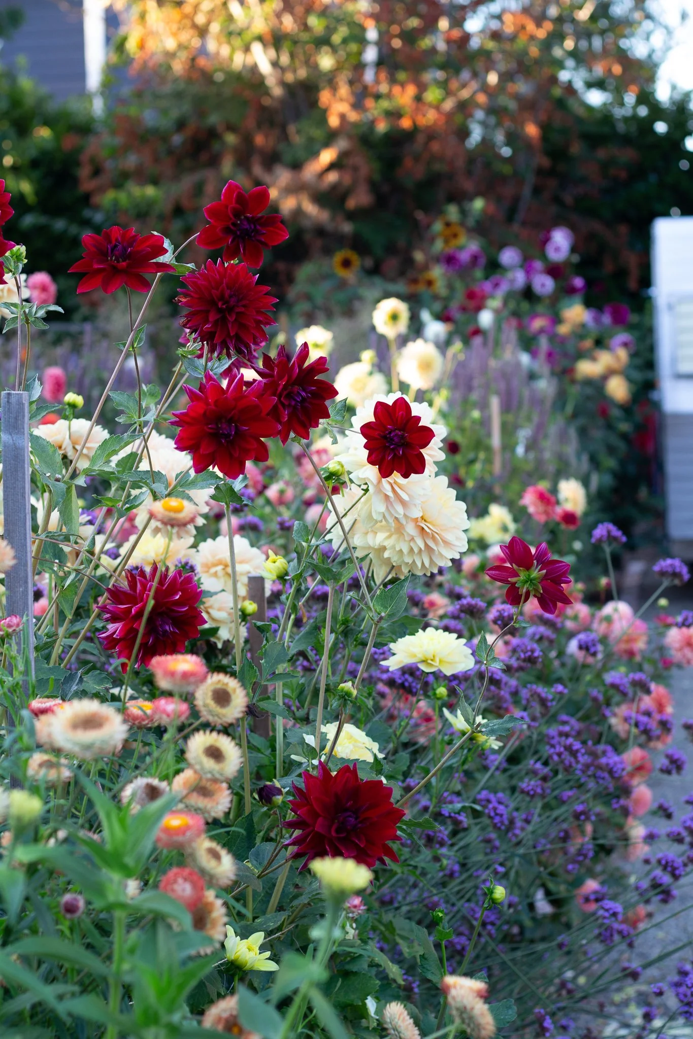 Dahlia : Debora Renae — ciderpress lane